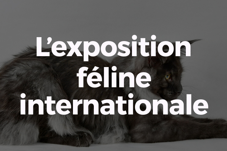 L'exposition féline internationale 2025